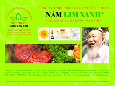 Nấm Lim xanh